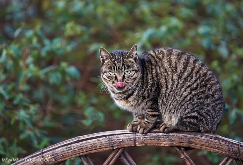 做梦梦见被猫咬