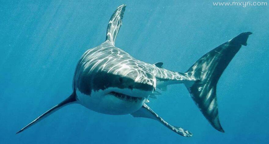 孕妇梦见鲨鱼