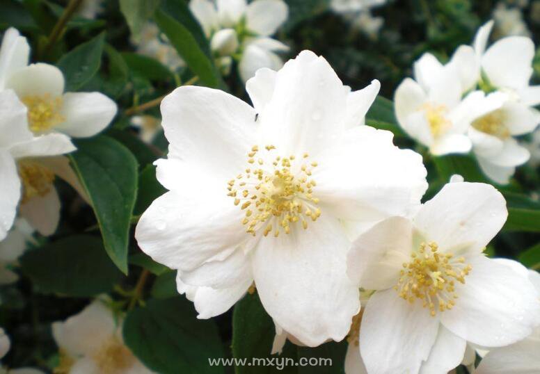 梦见白花