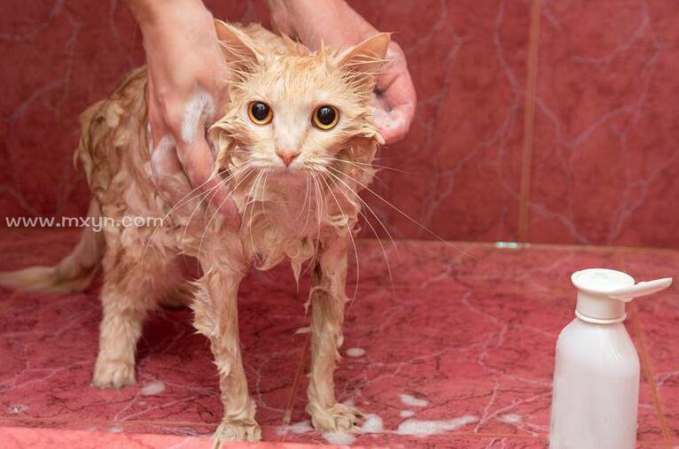 梦见给猫洗澡