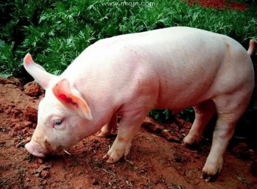 哈尔滨白猪图片