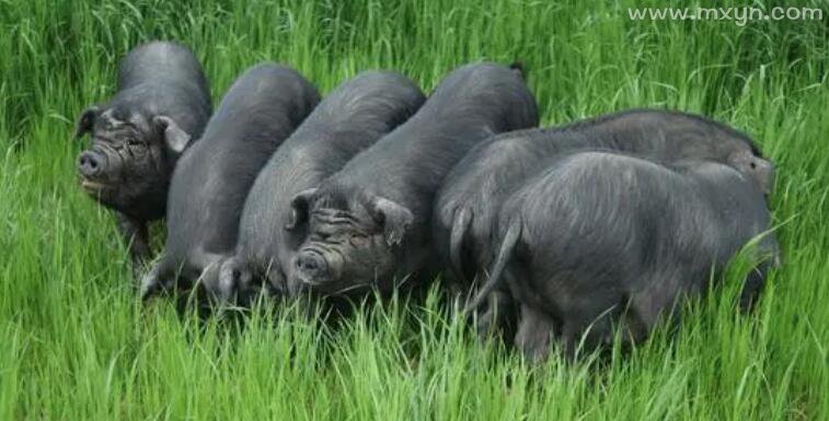梦见一群黑猪在猪圈里