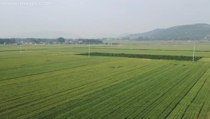 女人梦见绿油油的麦田