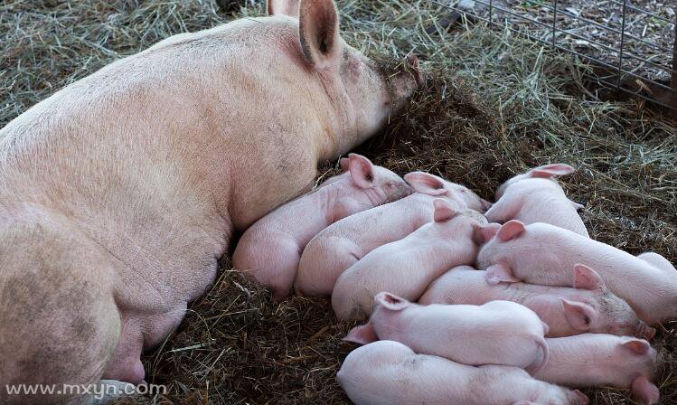 梦见好多小猪
