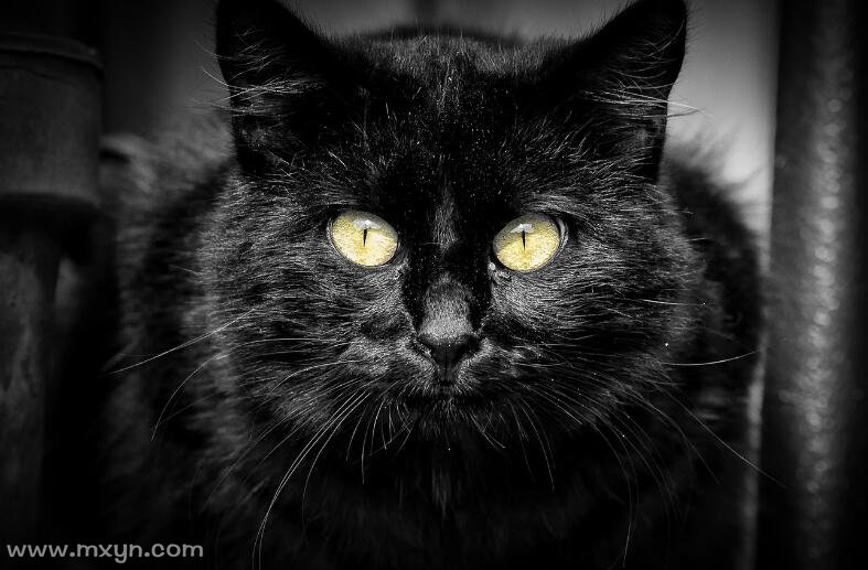 梦见黑猫扑向自己