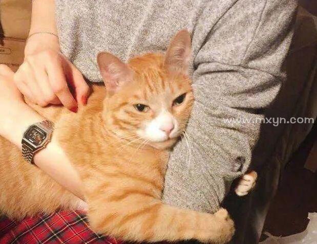女人梦见把猫抱在怀里
