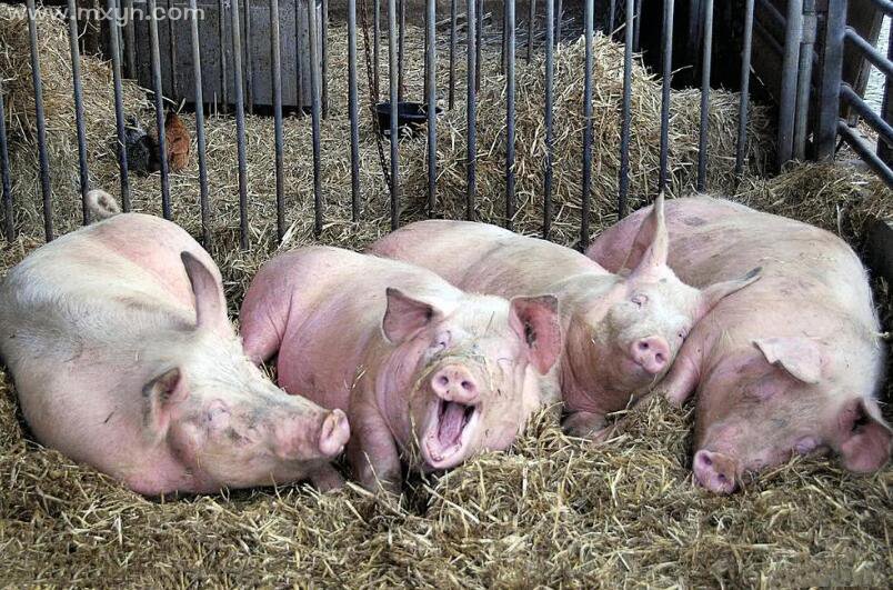 梦见猪圈很多猪粪