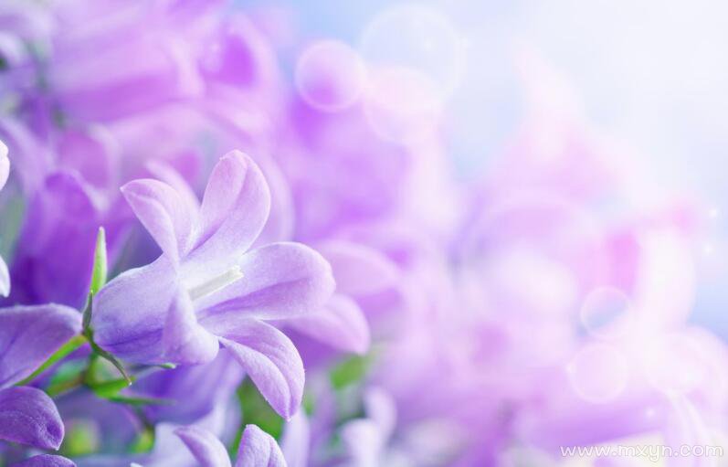 梦见紫色的花