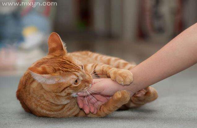 梦见猫咬我的手