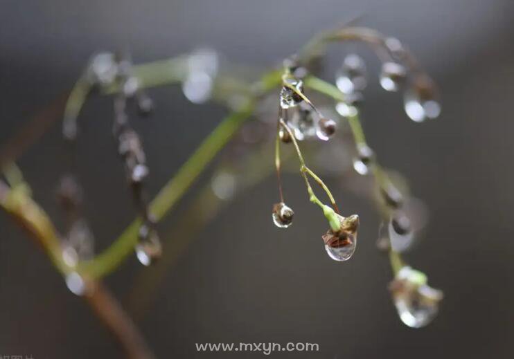 二十四节气之雨水节气古诗俗语和谚语