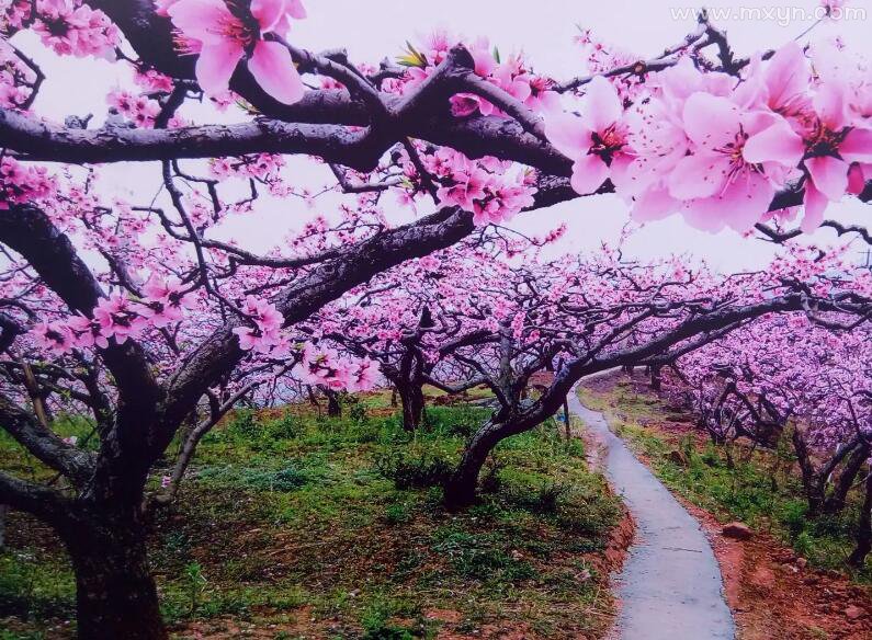 梦见满山桃花盛开