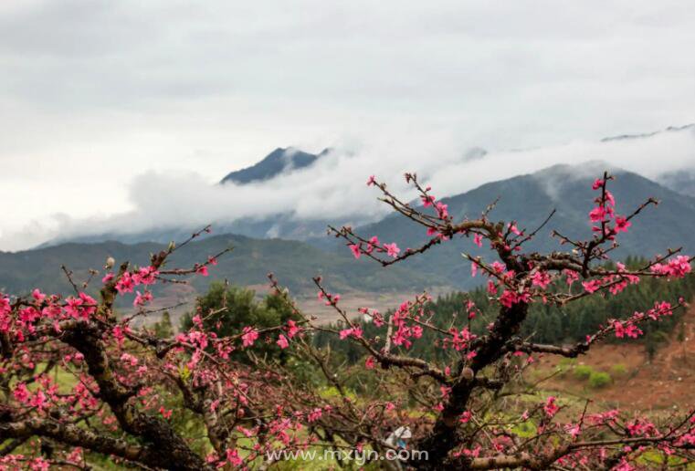 梦见满山桃花盛开