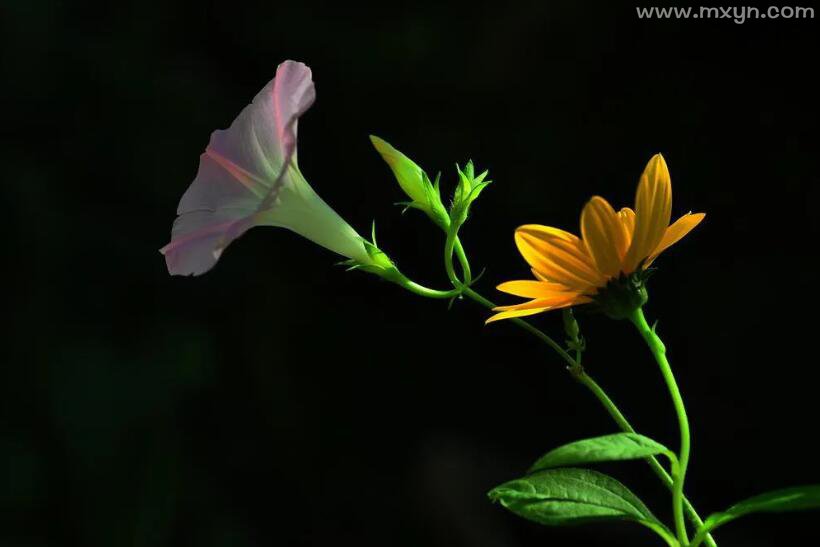 梦见花草