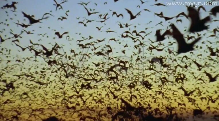 梦见蝙蝠飞进家里