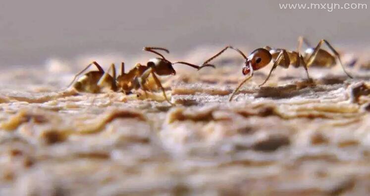 梦见蚂蚁成群在身上爬