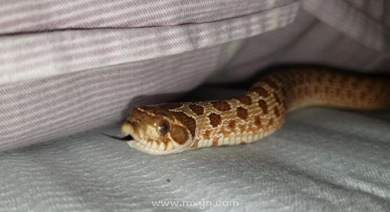 梦见床下有蛇