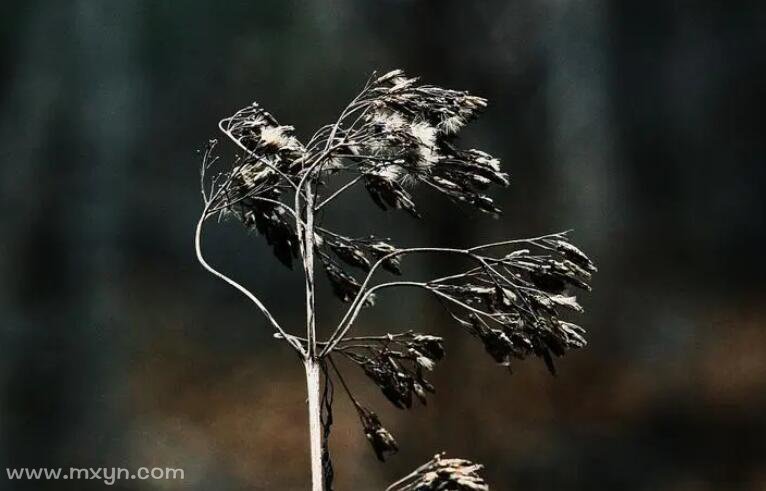 梦见植物枯萎