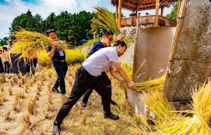 梦见和家人一起收稻谷