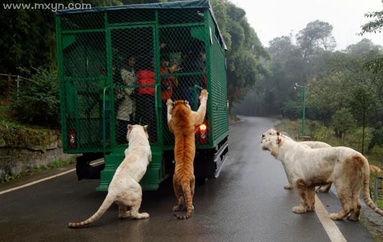 梦见猛兽在周围