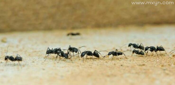 梦见蚂蚁成群在家里