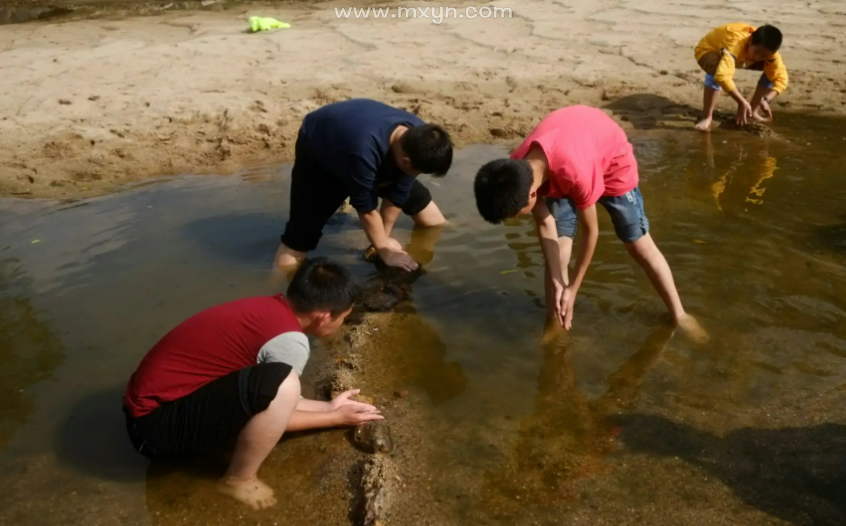 梦见浅水抓鱼