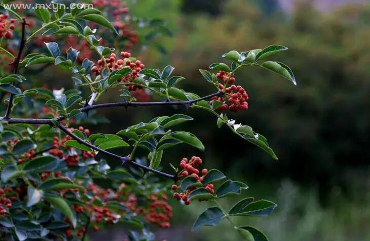 梦见花椒树