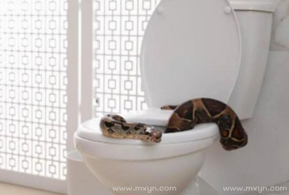 梦见厕所里有蛇